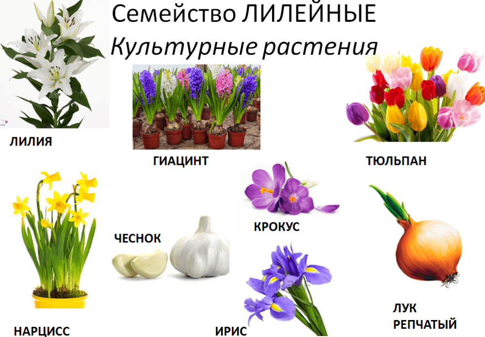 Решение рисунок 1