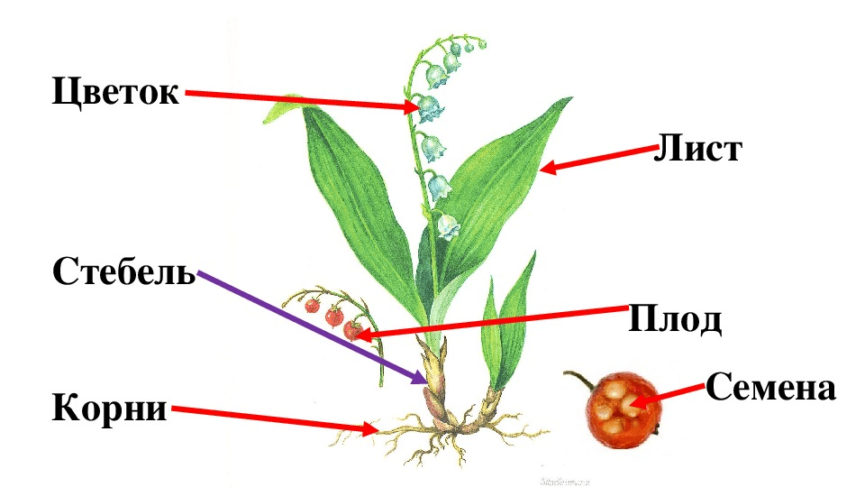 Решение рисунок 2