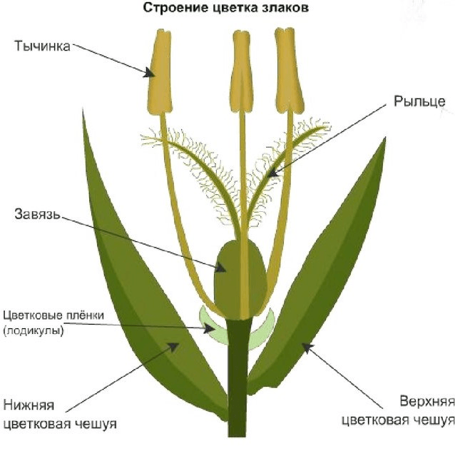 Решение рисунок 1