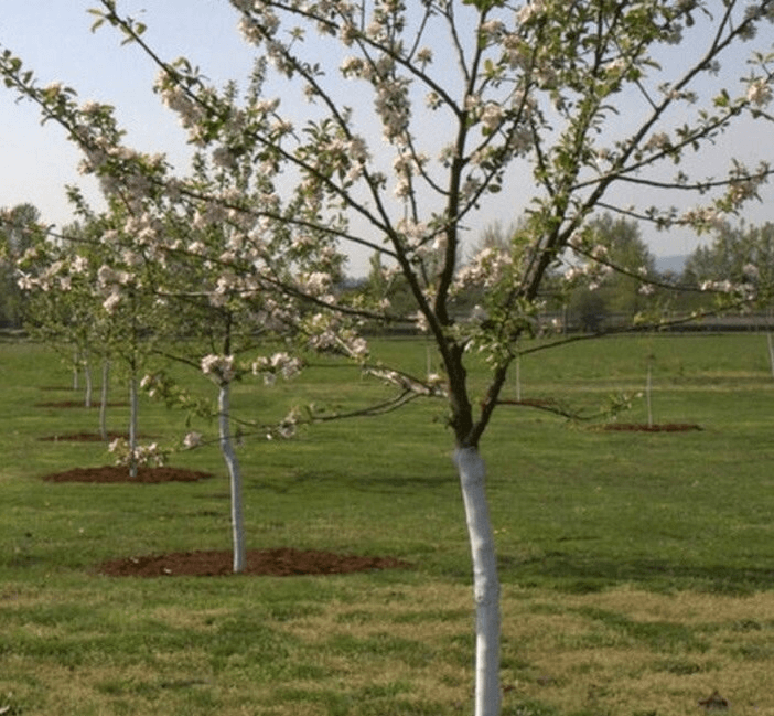 Решение рисунок 1