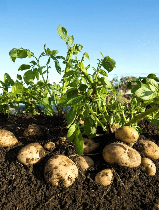 Решение рисунок 1