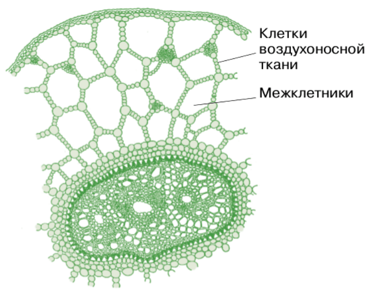 Решение рисунок 1