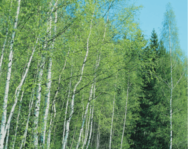 Задание рисунок 1