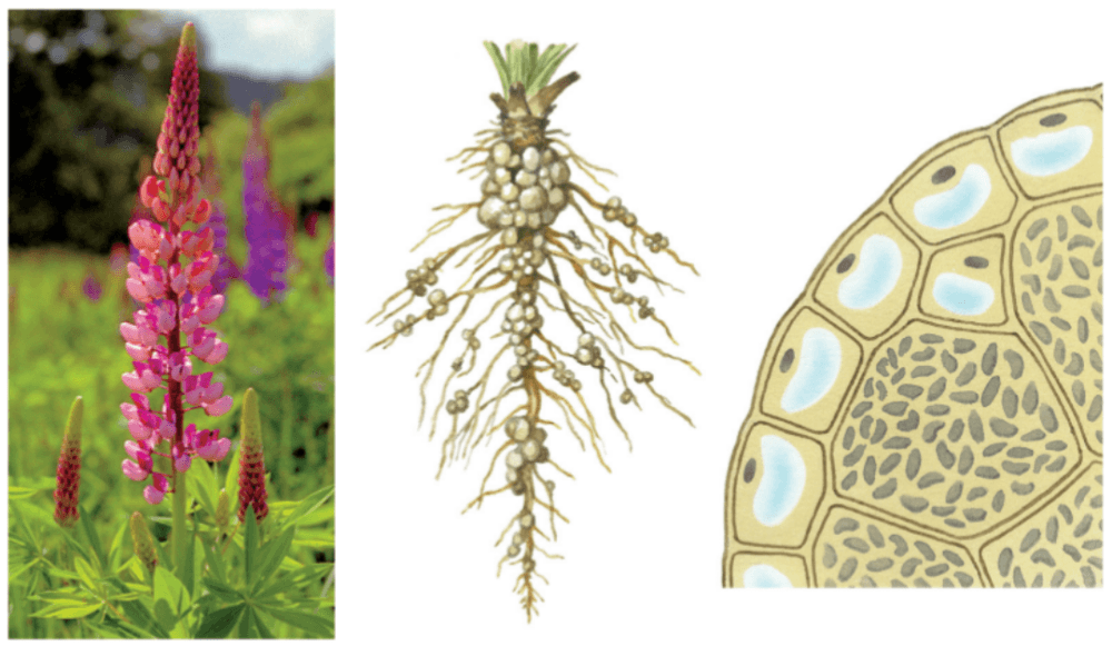 Решение рисунок 1