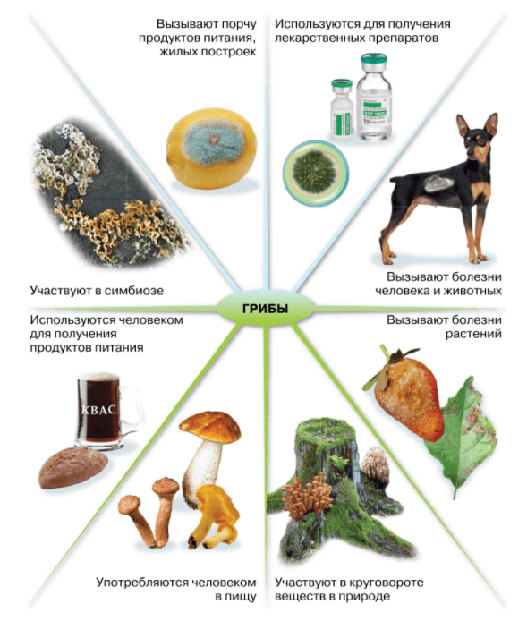 Решение рисунок 1