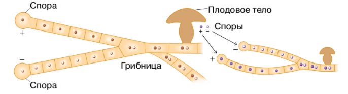 Решение рисунок 2