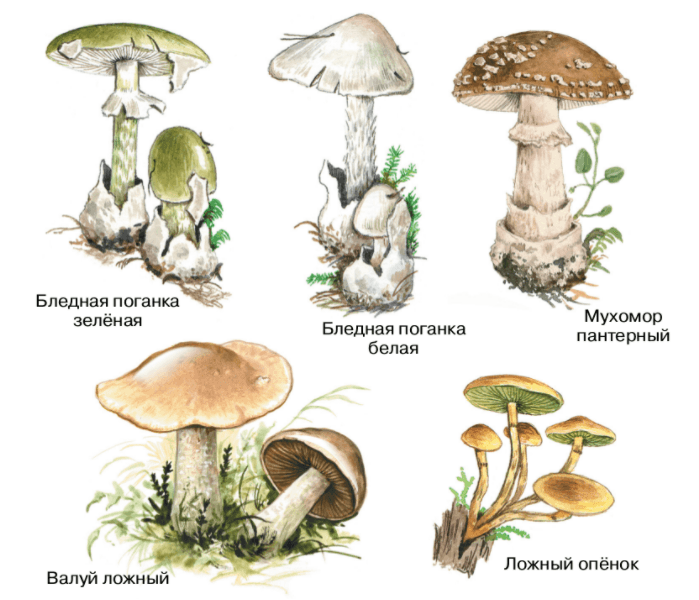 Решение рисунок 2