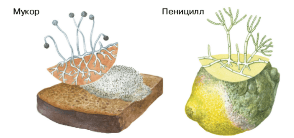 Задание рисунок 1