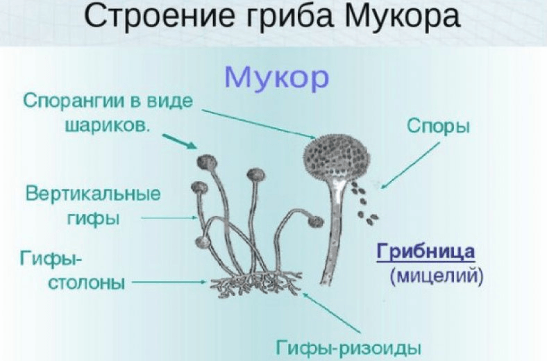 Решение рисунок 1