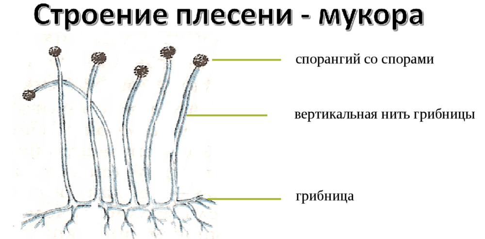 Решение рисунок 1