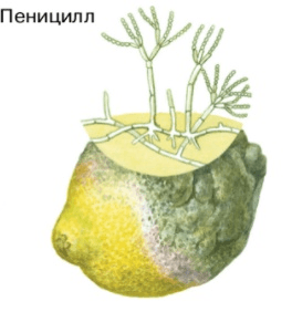 Решение рисунок 1