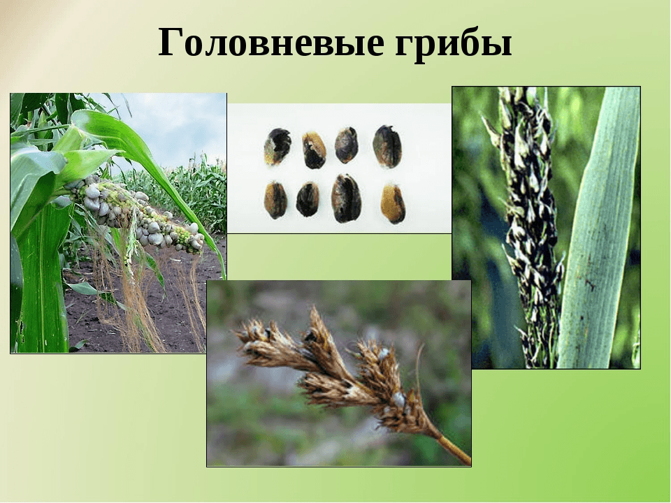 Решение рисунок 1