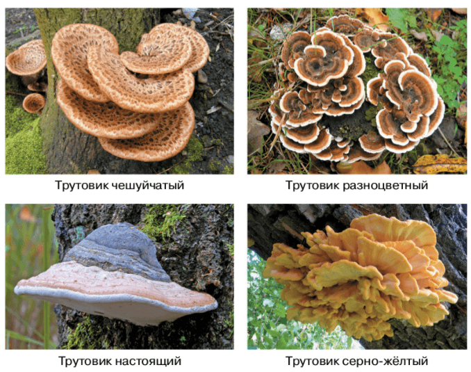 Решение рисунок 1