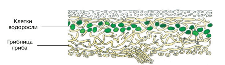 Решение рисунок 1