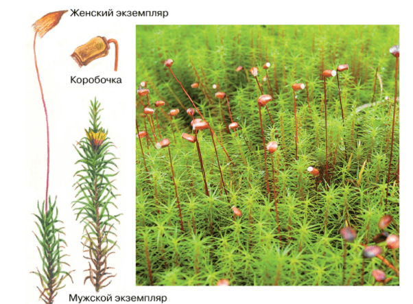 Решение рисунок 1