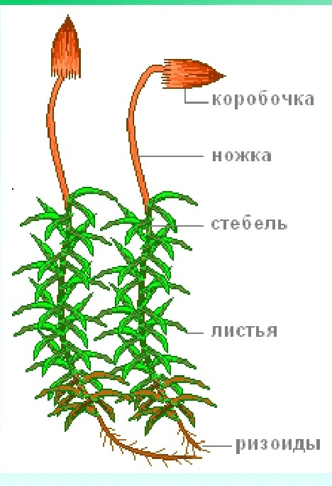 Решение рисунок 2