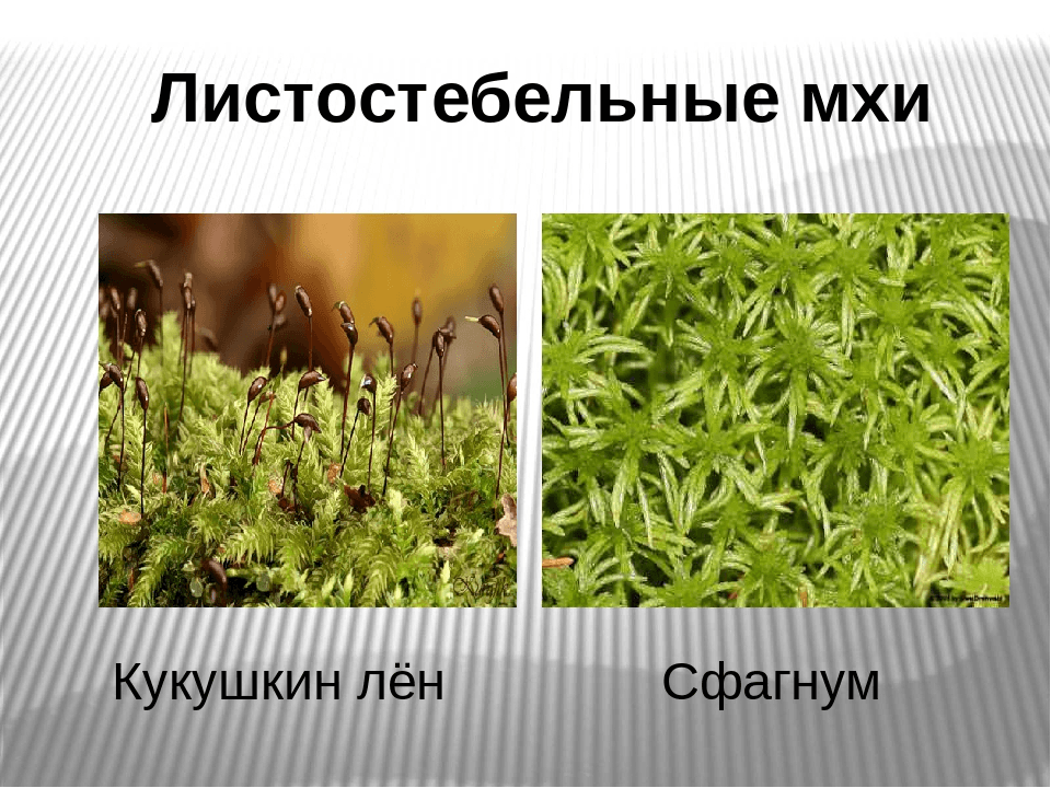 Решение рисунок 1