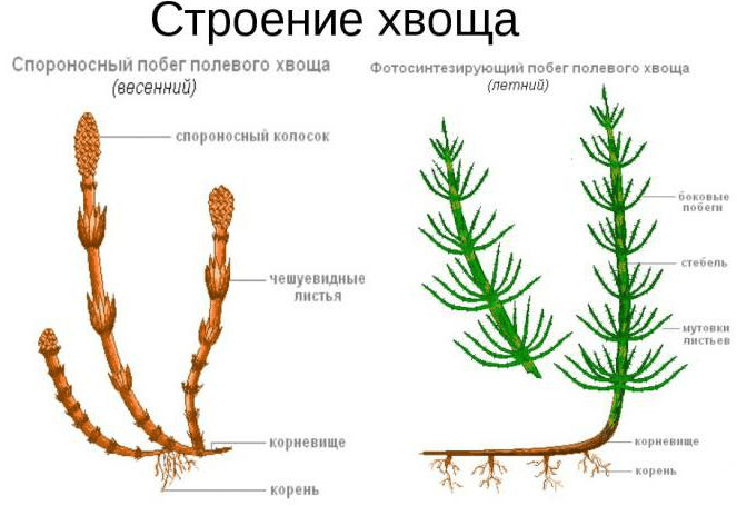 Решение рисунок 1