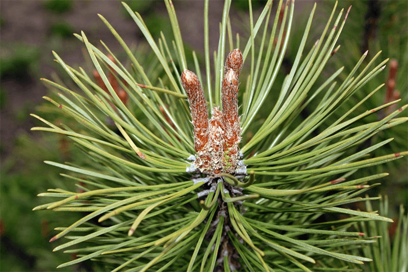 Решение рисунок 1