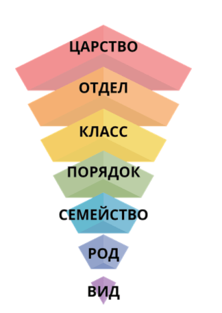 Решение рисунок 1