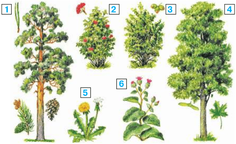 Задание рисунок 1