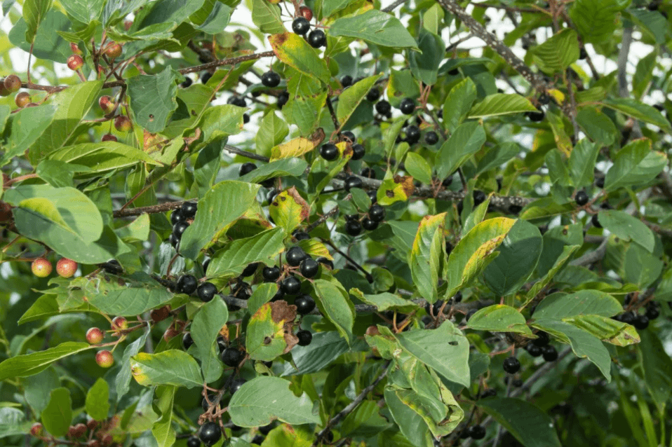 Решение рисунок 5