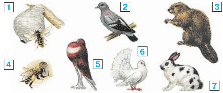 Задание рисунок 1