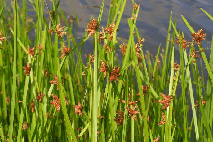 Решение рисунок 6