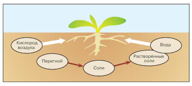 Какие вещества растения получают из почвы. Что растения получают из почвы. Что растения получают из почвы. Модель что растения получают из почвы. Схема что получает растения из почвы.