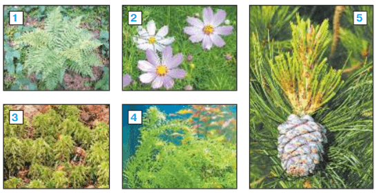 Задание рисунок 1