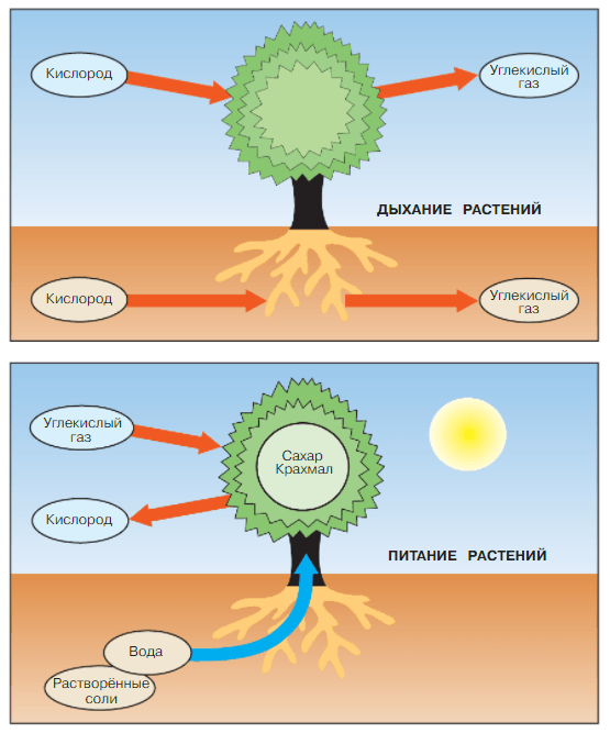 Задание рисунок 1