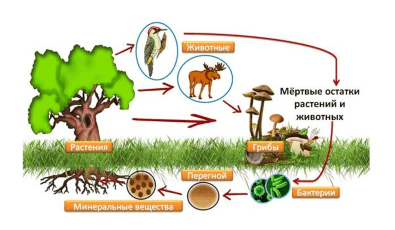 Решение рисунок 1