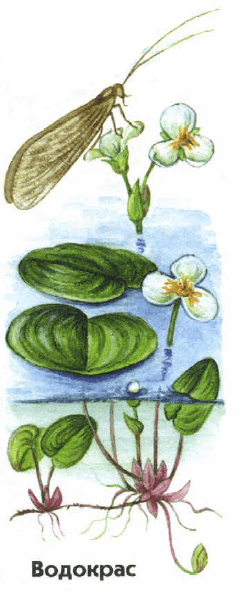 Решение рисунок 1