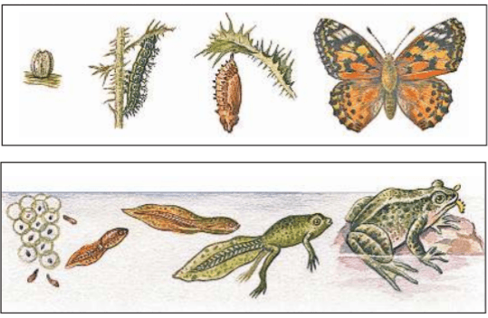 Задание рисунок 1