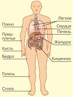 Решение рисунок 1