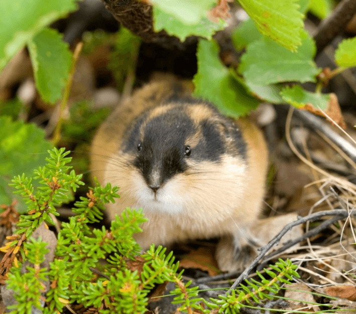 Решение рисунок 1