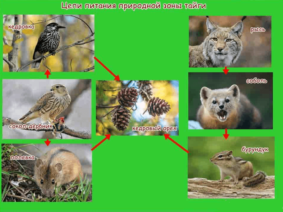 Решение рисунок 1