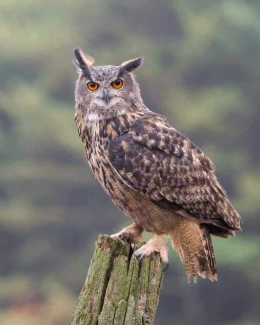 Решение рисунок 1