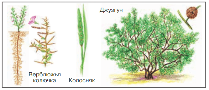 Задание рисунок 1