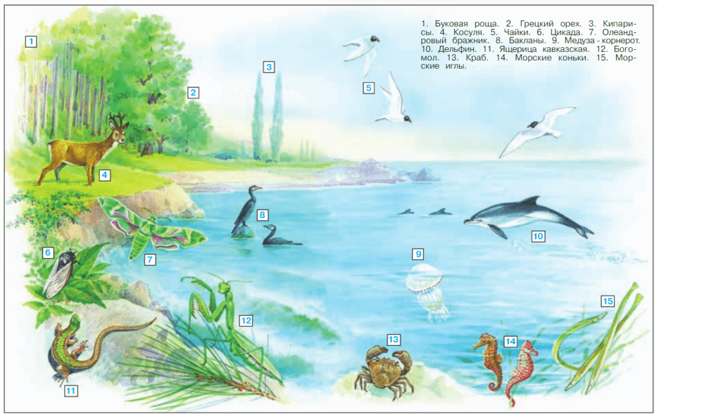 Решение рисунок 1