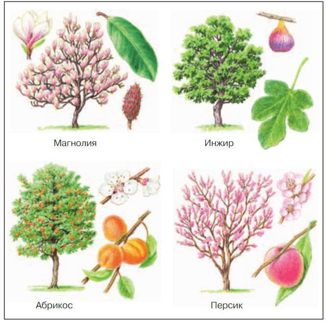 Задание рисунок 1