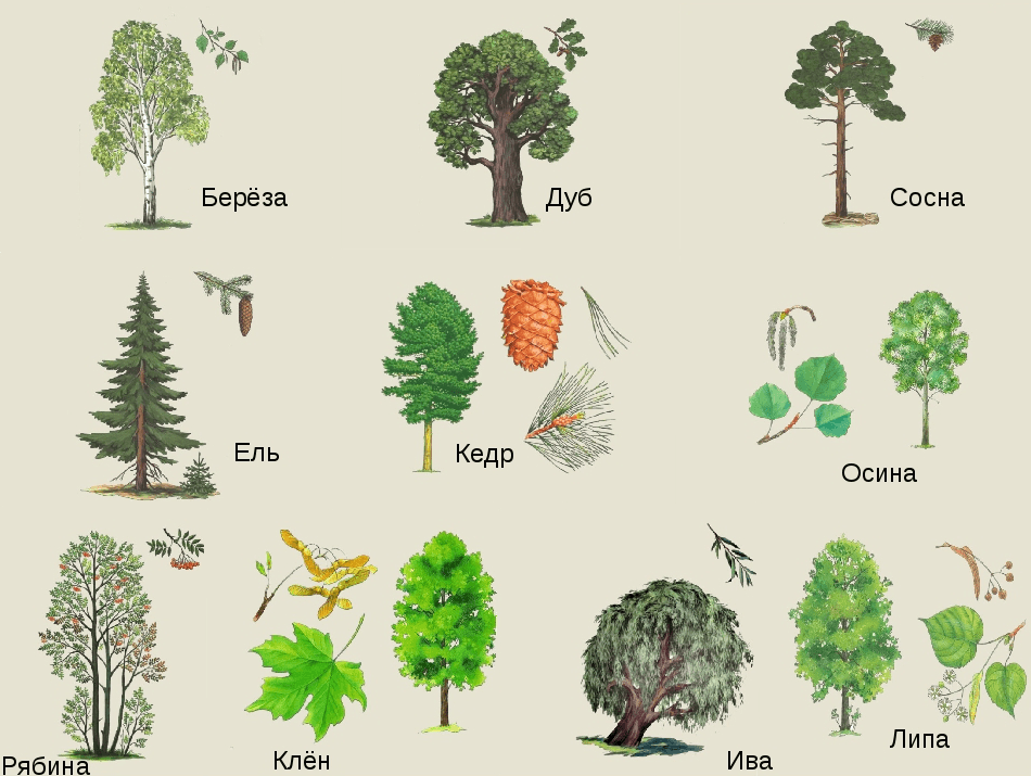 Решение рисунок 1