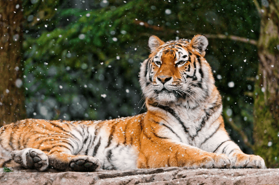 Решение рисунок 1