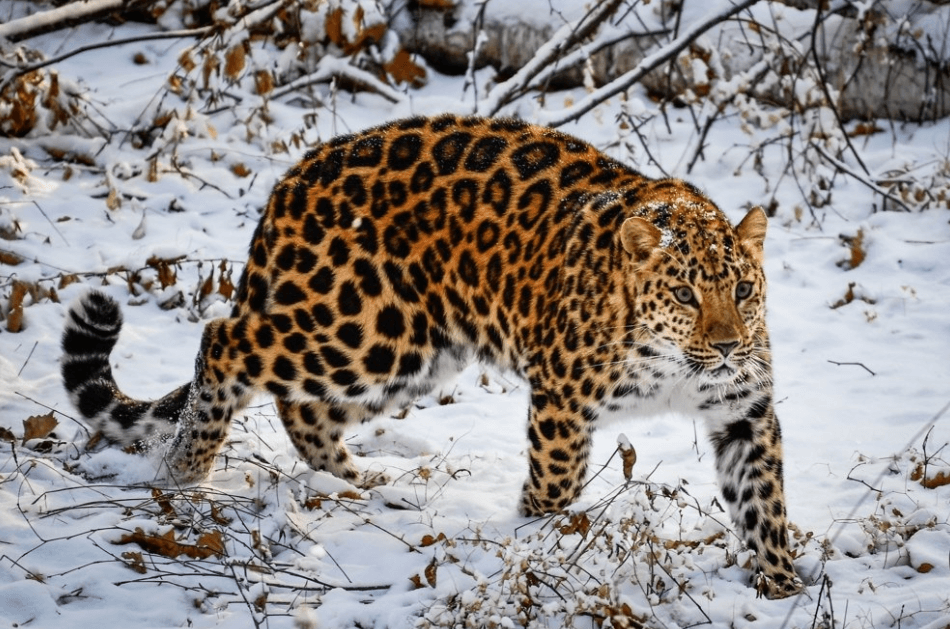 Решение рисунок 2