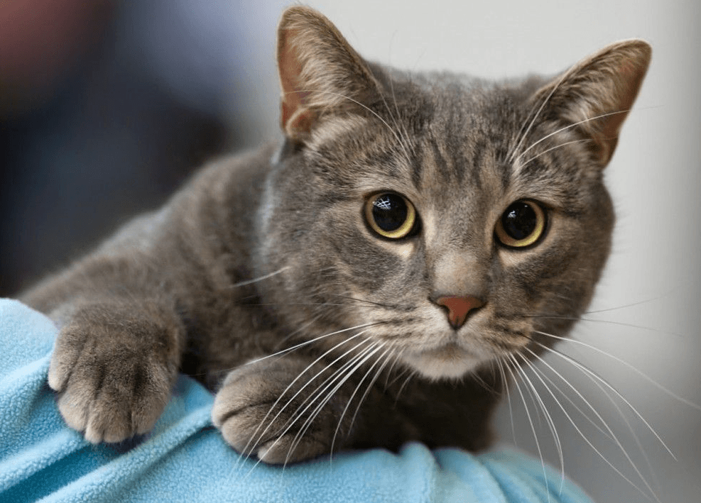 Решение рисунок 1