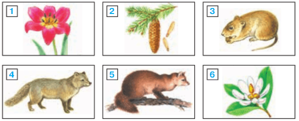 Задание рисунок 1