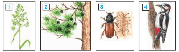 Задание рисунок 1