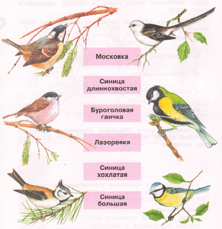 Виды синиц с картинками