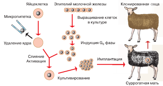 Задание рисунок 1