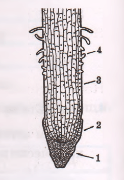 Какой цифрой на рисунке обозначена зона роста корня
